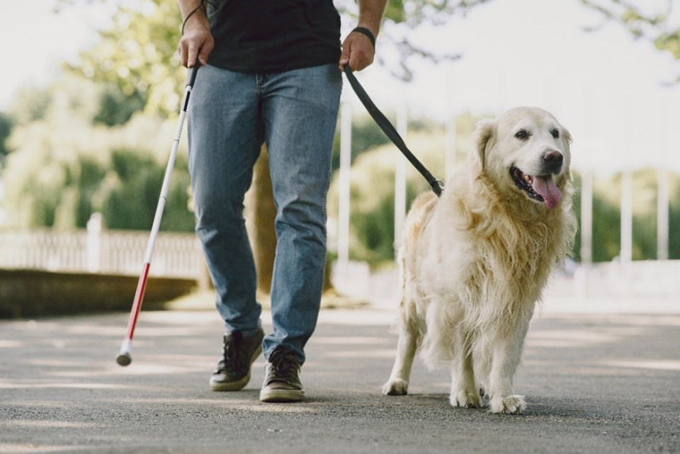 Braille como sistema de lectura veterinaria