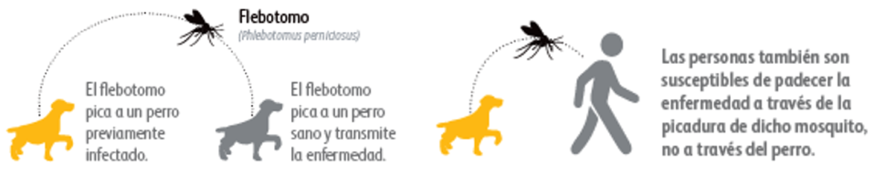 Scalibor y la leishmaniosis canina