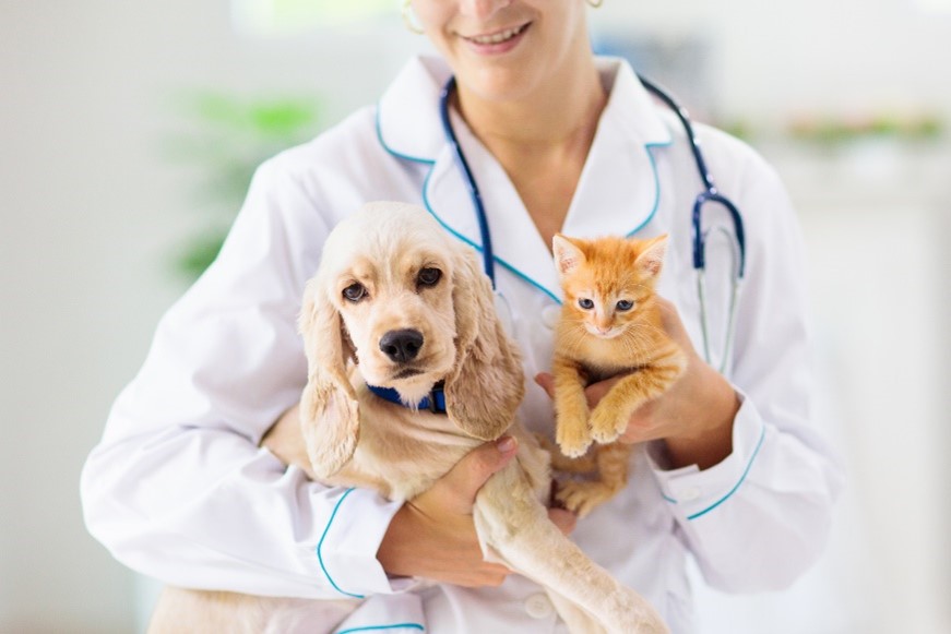 La importancia de la vacunación en mascotas