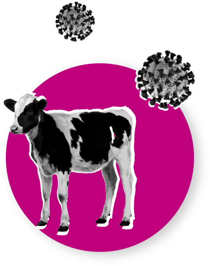 Por qué es importante el coronavirus bovino a nivel respiratorio?