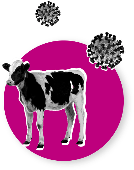 Sabías que el coronavirus bovino es uno de los patógenos mas frecuentemente identificados en los hisopos nasales?