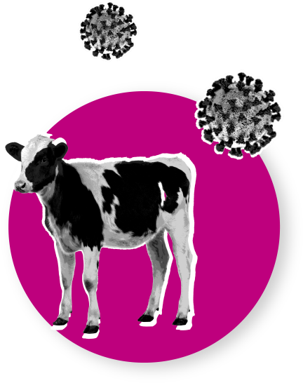 Sabías que el coronavirus bovino es uno de los patógenos mas frecuentemente identificados en los hisopos nasales?