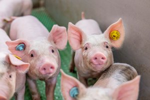 La tecnología LeeO® identifica y monitoriza cerdos desde su nacimiento y durante todo su ciclo de vida para la trazabilidad y el análisis de datos individuales.