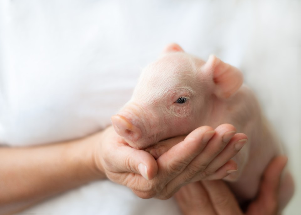 PORCILIS® ROTA, la primera vacuna atenuada aprobada en España para combatir el rotavirus porcino