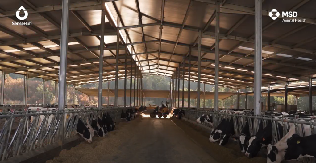 Testimonio Finca Cabreira