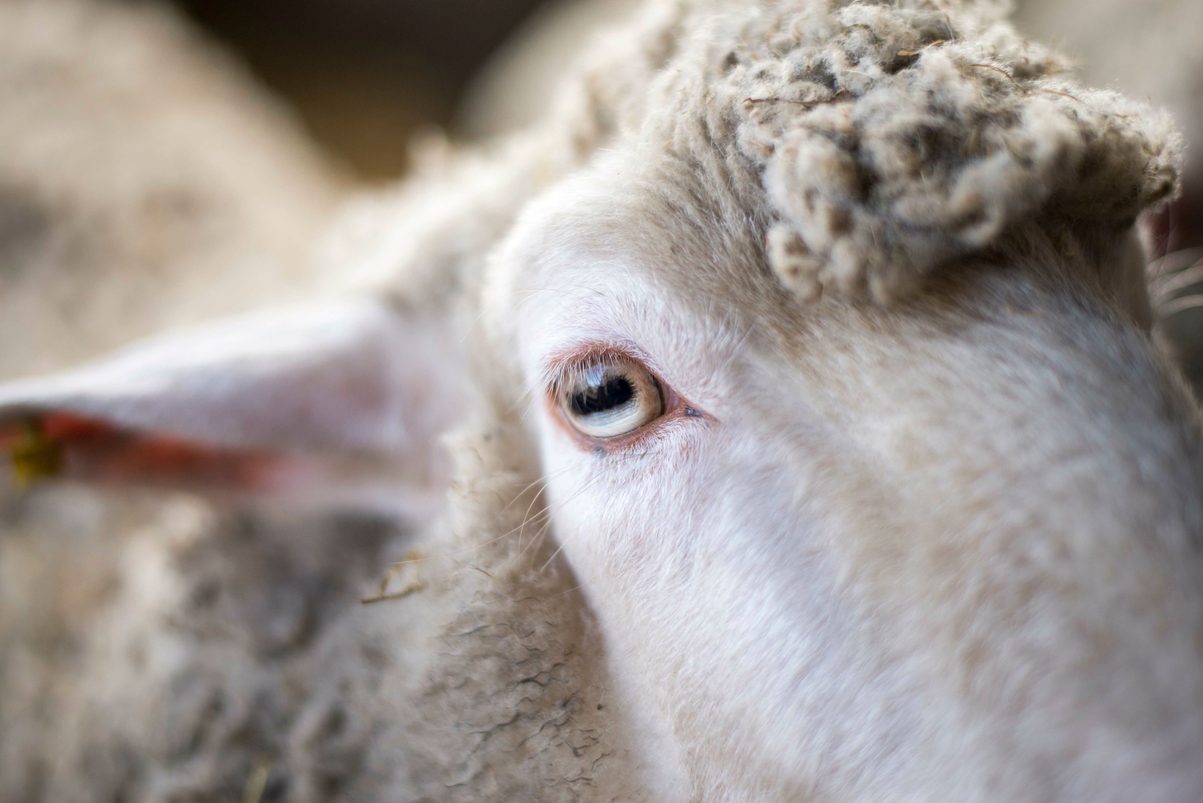 Primer plano del rostro y el ojo de una oveja, con la lana enfocada.