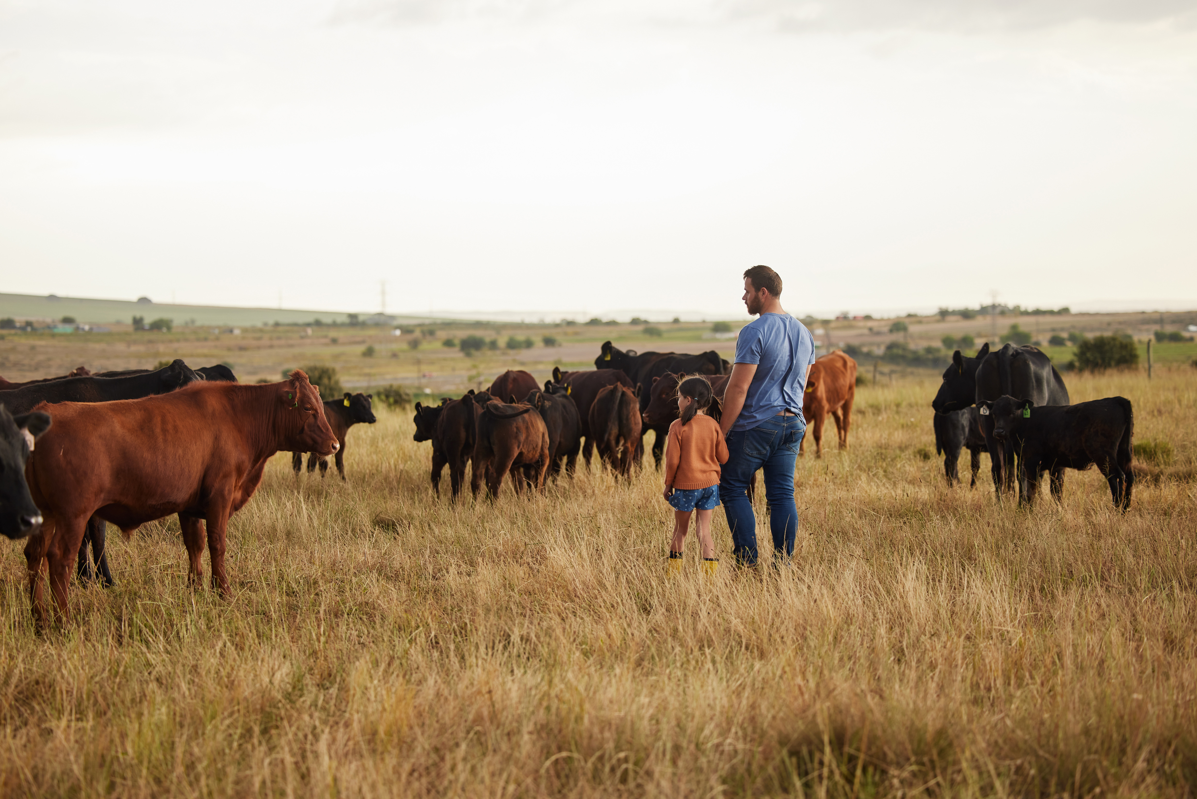 Un hombre y un niño con vacas en un campo Un hombre y un niño de pie en un campo junto a un rebaño de vacas