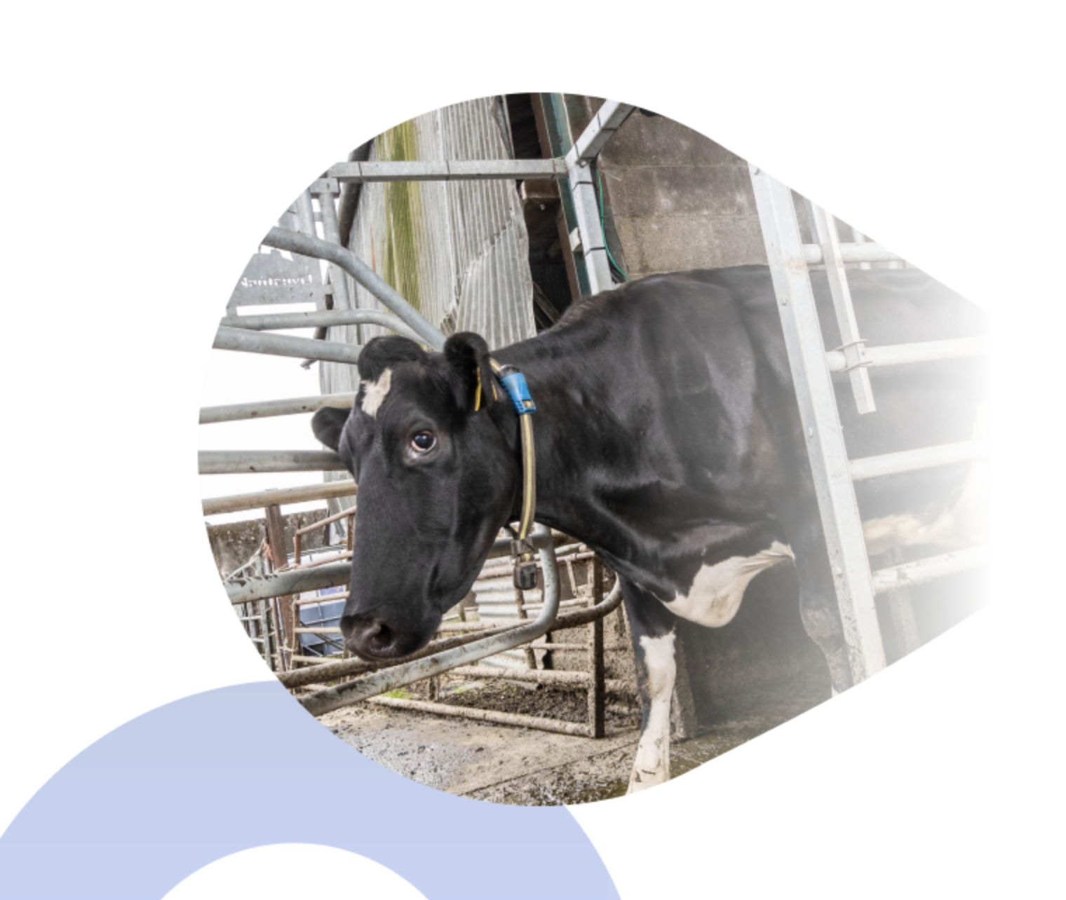 Primer plano de una vaca Holstein con un collar de monitorización SenseHub en un establo.