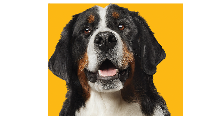 Primer plano frontal de un perro boyero de Berna sobre fondo amarillo.