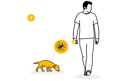 Persona paseando a un perro con el símbolo de una garrapata encima.