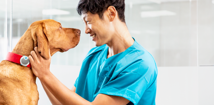 Veterinario con uniforme azul interactuando con un perro que lleva un collar de monitoreo rojo.