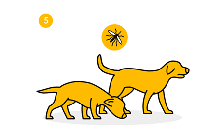 Dos perros amarillos, uno olfateando y otro mirando hacia delante, con un icono de mosquito encima.