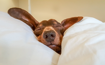 Un perro salchicha descansa plácidamente bajo unas mantas blancas; se le ve el hocico.