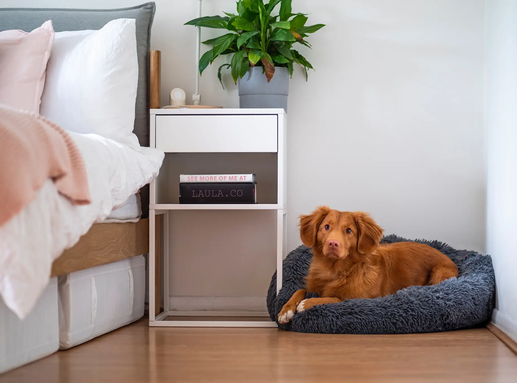 Perro marrón descansando en una cama gris junto a una mesita de noche blanca en un dormitorio.