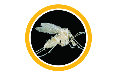 Primer plano de un mosquito con alas translúcidas y el cuerpo cubierto de pelos.