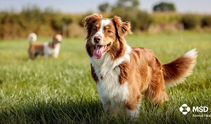 MSD Animal Health gana el Premio S&P Global 2024 por el Mejor Nuevo Producto para Animales de Compañía