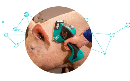 Dispositivo de identificación aplicado en la oreja de un cerdo