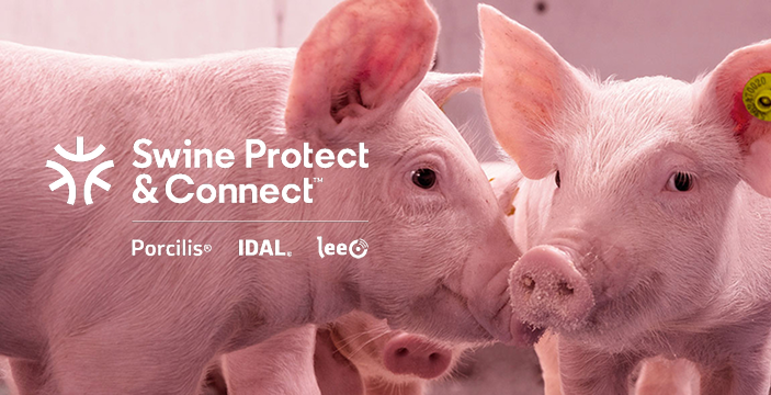 Dos lechones con el logotipo de «Swine Protect & Connect» y las marcas Porcilis, IDAL y LeeO.