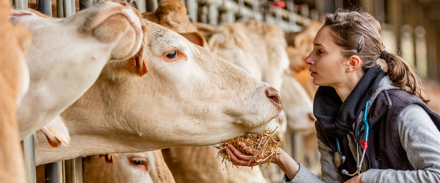 Veterinario examinando una vaca lechera Un veterinario alimenta a una vaca lechera mientras la examina en un establo.