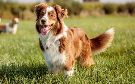 Perro Pastor Australiano marrón y blanco de pie en un campo de hierba verde con la lengua fuera.
