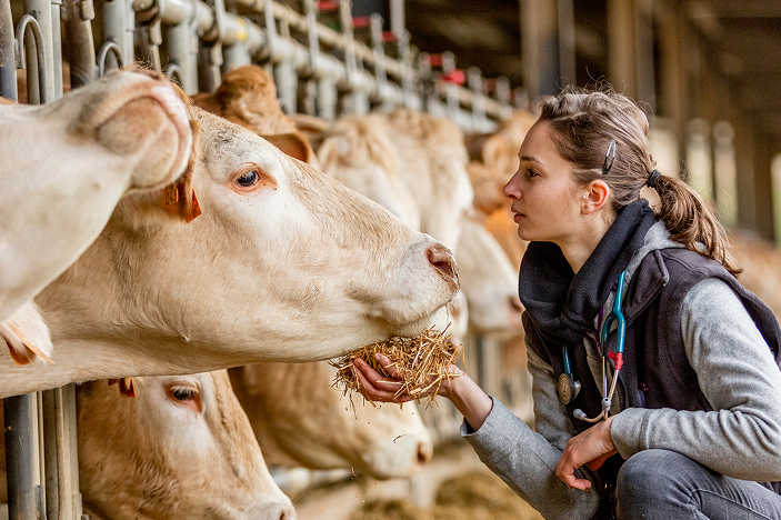 Veterinario examinando una vaca lechera Un veterinario alimenta a una vaca lechera mientras la observa en un establo.