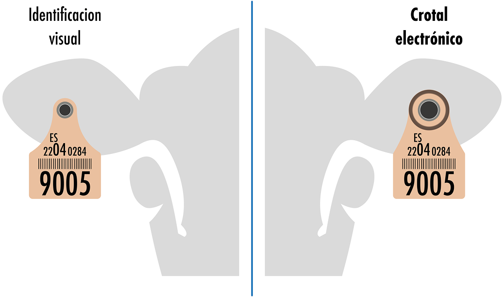 Ilustración técnica que compara la identificación visual y el crotal electrónico en las orejas de una vaca.