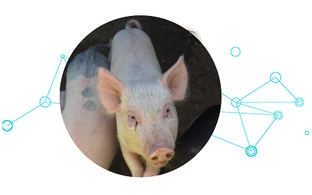 Cerdo joven en primer plano