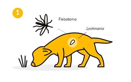 Perro amarillo olfateando el suelo; se indica la presencia del insecto flebotomo y la marca de Leishmania.