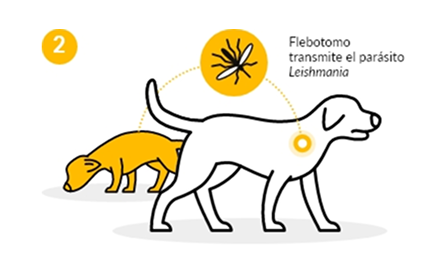 Un mosquito transmitiendo leishmaniosis a un perro blanco; cerca hay un perro naranja.