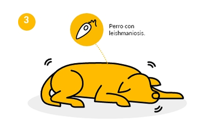 Perro amarillo tumbado con un icono de mosquito que indica leishmaniasis.