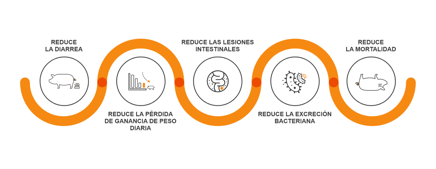 Una infografía horizontal con una línea ondulada naranja que conecta cinco círculos con iconos. Los pasos describen beneficios de salud animal: "REDUCE LA DIARREA", "REDUCE LA PÉRDIDA DE GANANCIA DE PESO DIARIA", "REDUCE LAS LESIONES INTESTINALES", "REDUCE LA EXCRECIÓN BACTERIANA" y "REDUCE LA MORTALIDAD".