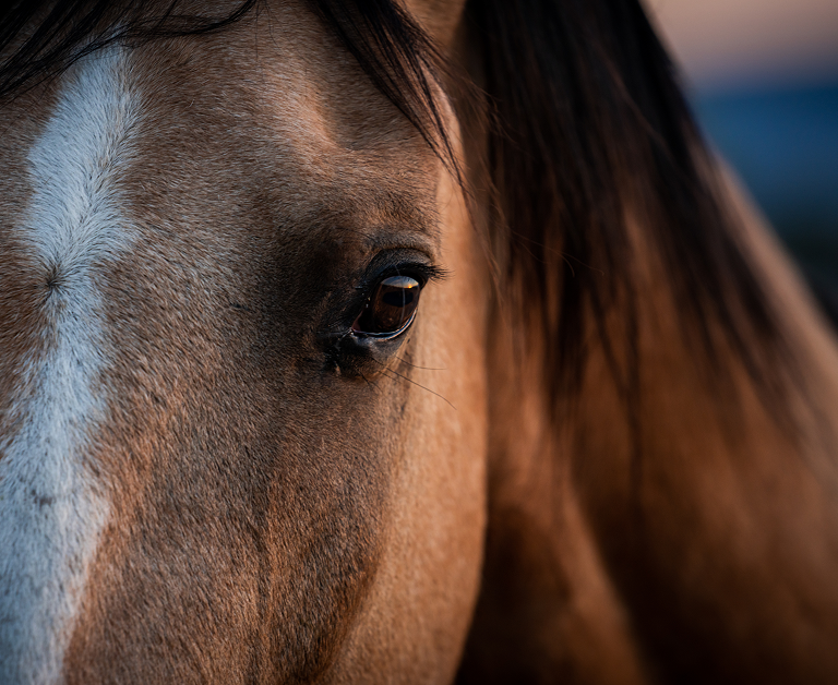Primer plano del ojo de un caballo