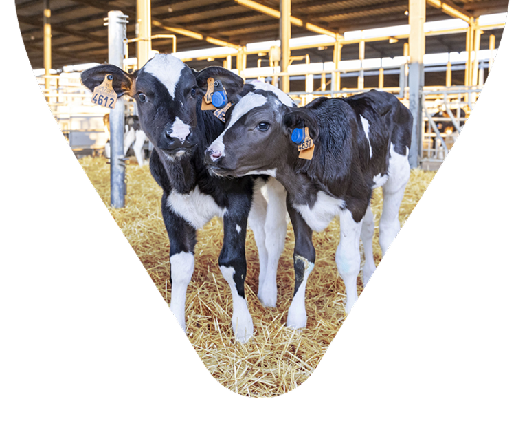 Dos terneros jóvenes de raza Holstein parados sobre paja en un establo. Ambos llevan etiquetas de identificación amarillas y sensores auriculares azules de SenseHub para el monitoreo de salud.