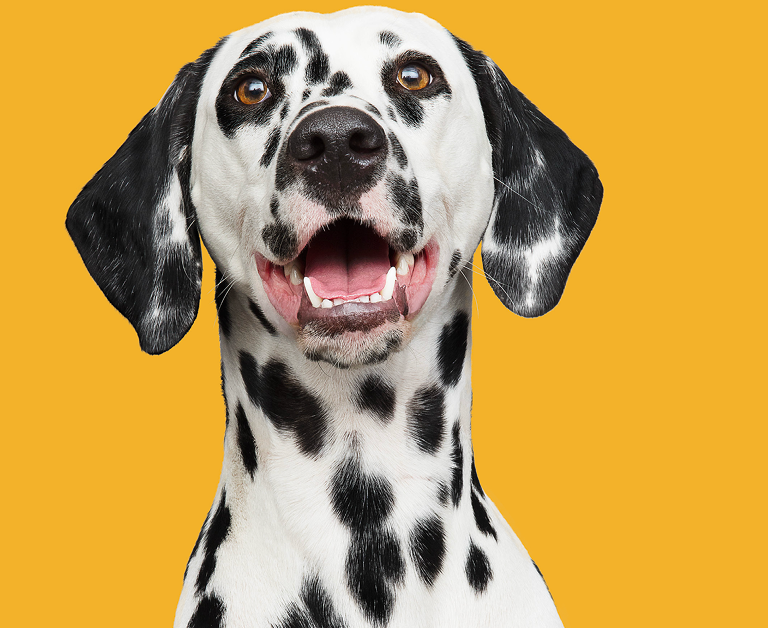 Retrato frontal de un perro Dálmata con la boca abierta sobre un fondo amarillo sólido.