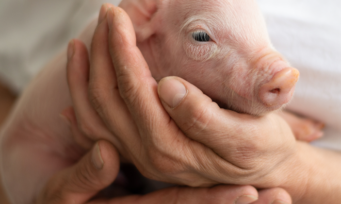 Primer plano de un pequeño lechón rosado sostenido cuidadosamente entre las manos de una persona.
