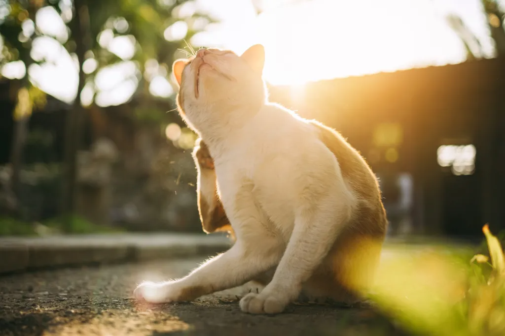Un gato blanco y naranja rascándose detrás de la oreja con su pata trasera en un exterior soleado.