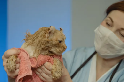 Una veterinaria con mascarilla sujeta a un gato de pelaje naranja húmedo envuelto en una toalla rosa.
