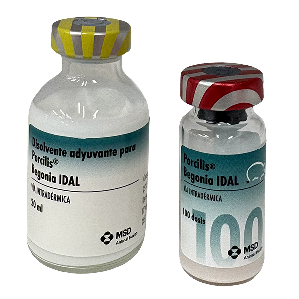 Porcilis® Begonia IDAL inmunológicos de MSD Animal Health