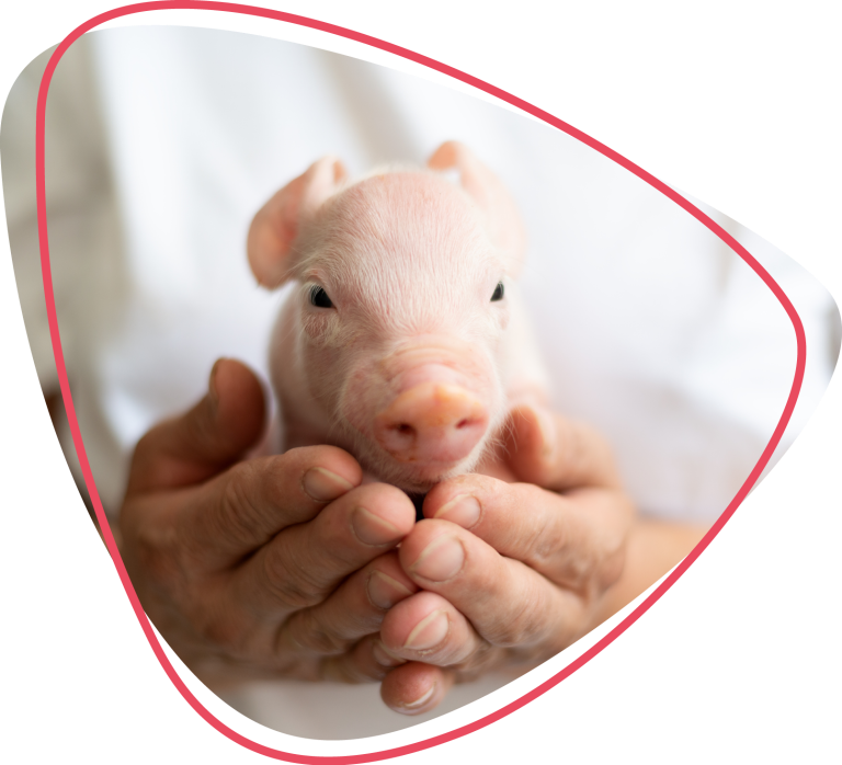 Lechón en manos Lechón sostenido con ambas manos dentro de un marco orgánico rosa