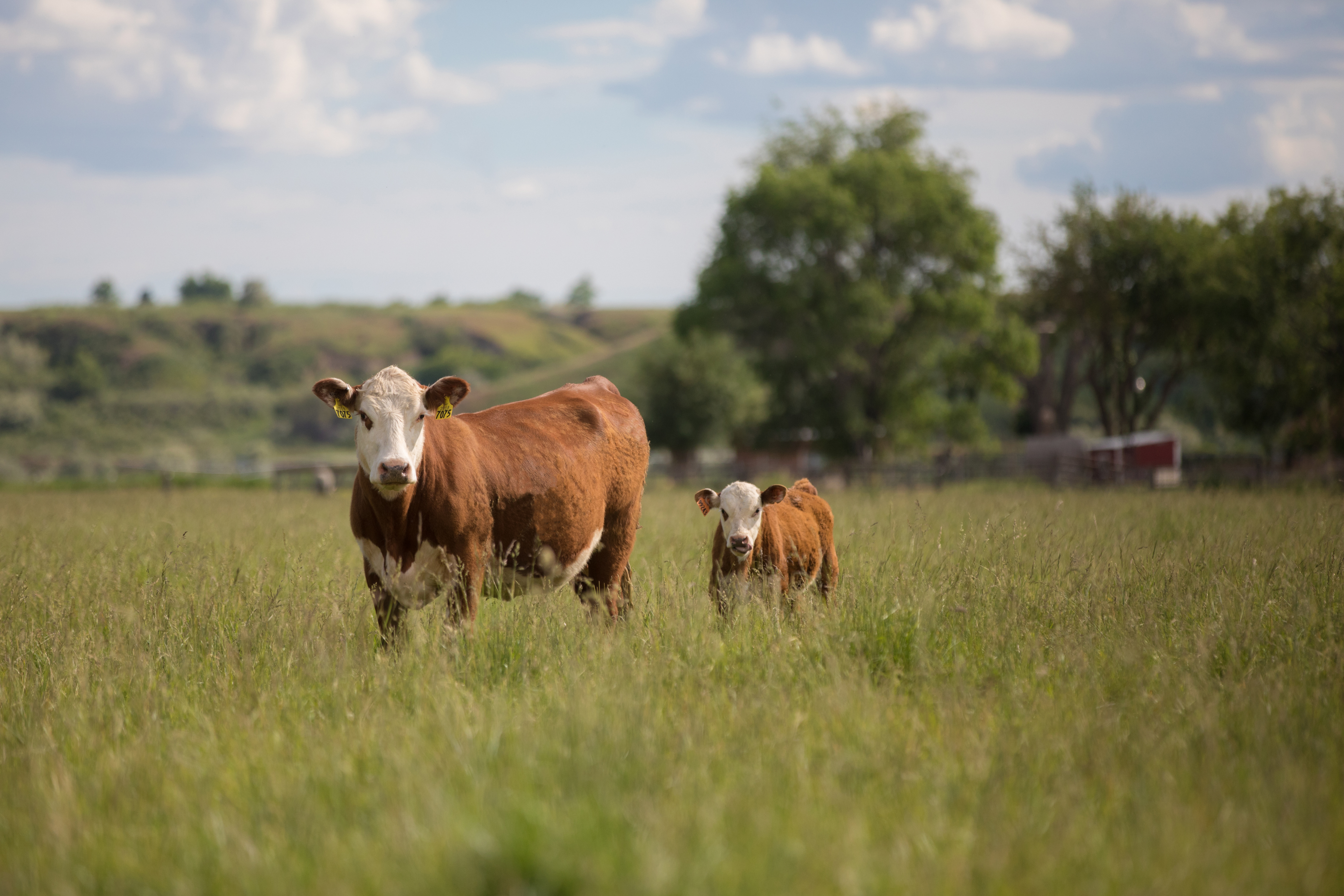 Una vaca marrón con manchas blancas y su ternero parados en un campo verde bajo un cielo azul con nubes.