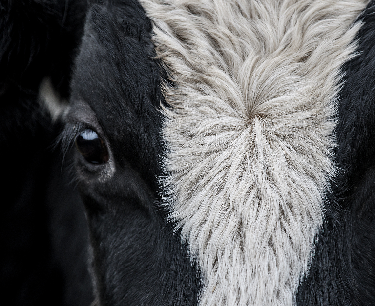 Primer plano del ojo y pelaje blanco y negro de una vaca.