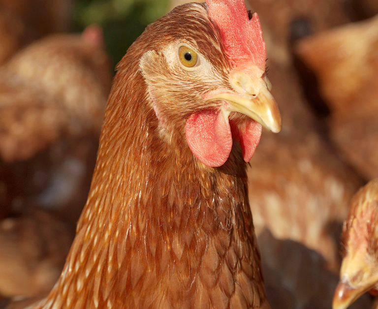 Primer plano de una gallina marrón con cresta y barbillas rojas, con el ojo brillante enfocado y otras gallinas difuminadas en el fondo soleado.