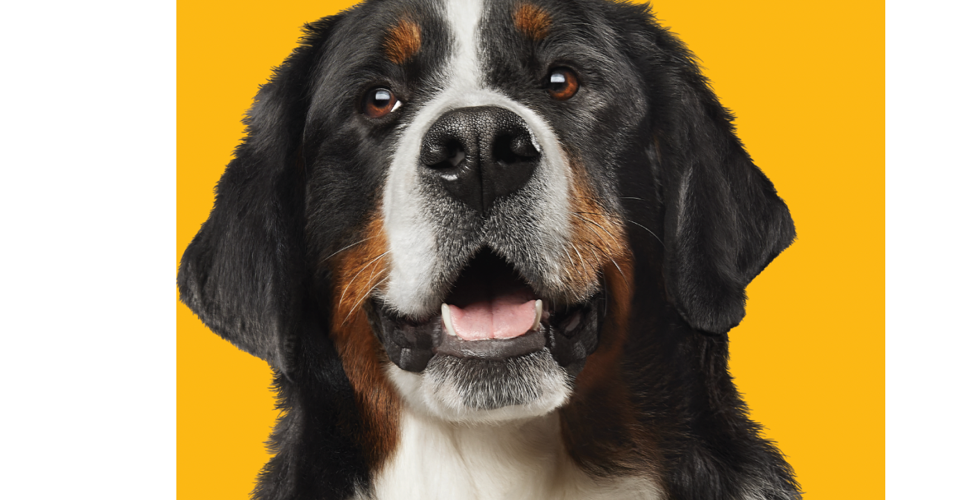 Imagen de un retrato de un perro