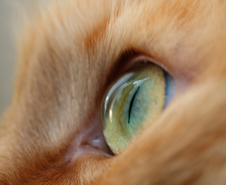 Primerísimo primer plano del ojo verde y el pelaje de un gato.