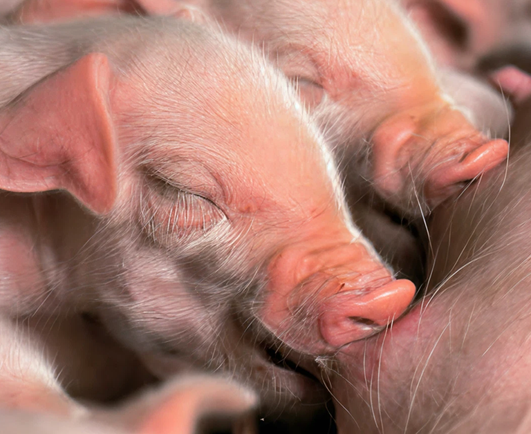 Primer plano de lechones dormidos acurrucados unos contra otros, en el que se aprecia su suave piel rosada y sus diminutos rasgos.