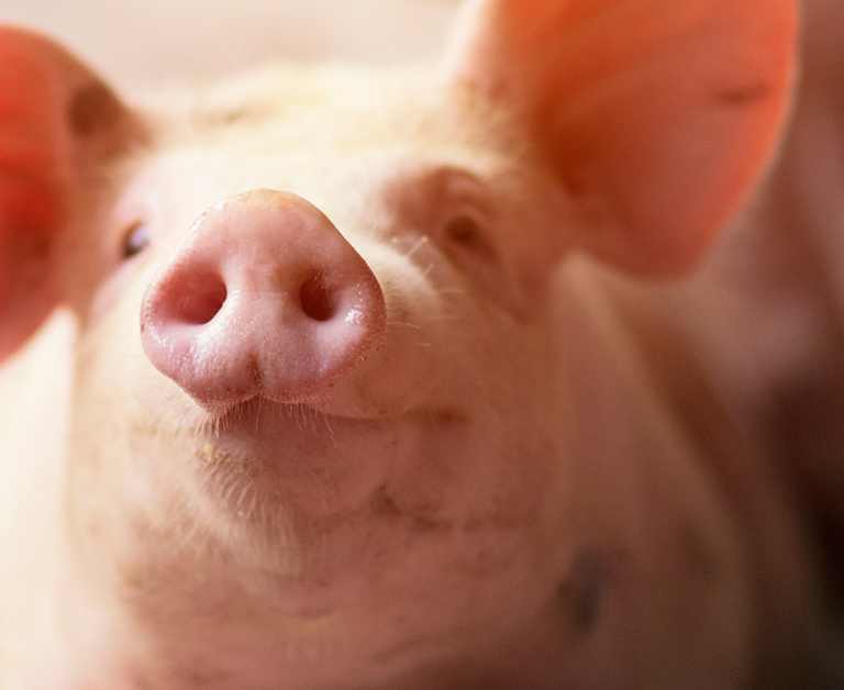 Primer plano del hocico de un cerdo de color rosado claro.