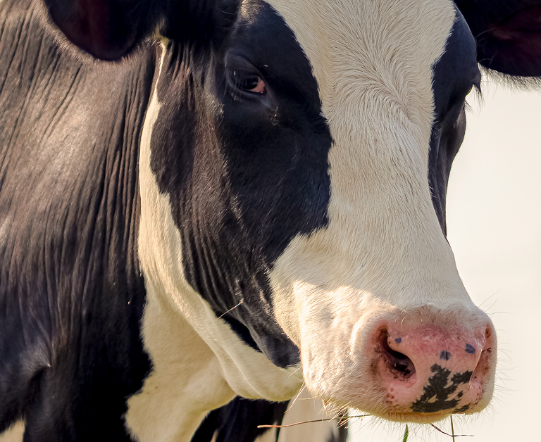 Primer plano del perfil de una vaca blanca y negra con ojos tiernos y el hocico rosado, bajo luz natural.
