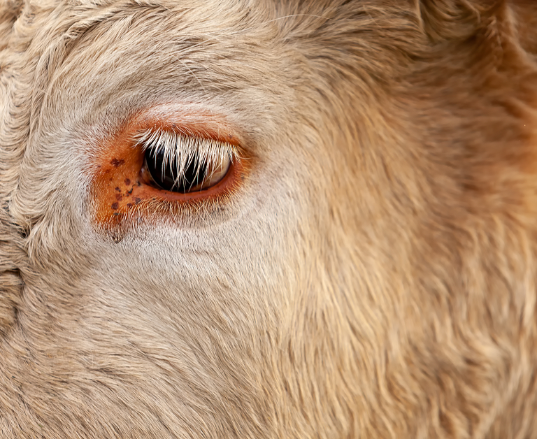 Primer plano del ojo y la cara lanuda de una oveja.