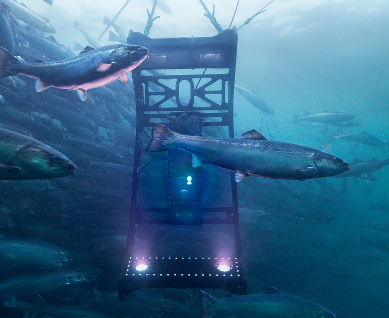 Vista submarina de salmones nadando alrededor de un dispositivo de recuento de peces de alta tecnología en aguas de un azul intenso.