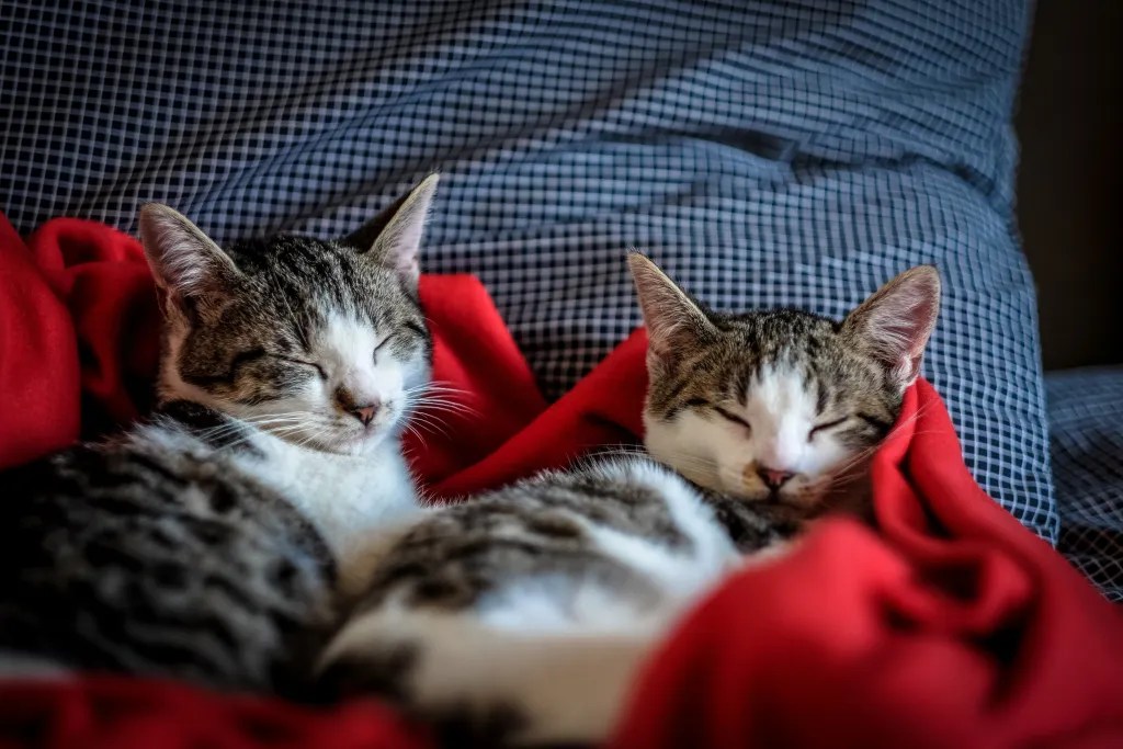 Dos gatos atigrados durmiendo juntos bajo una manta roja sobre una superficie a cuadros.
